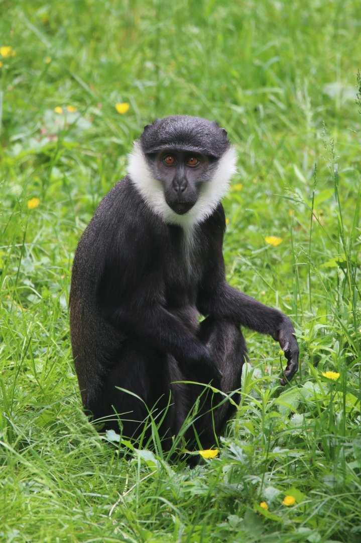 L‘Hoest’s monkey