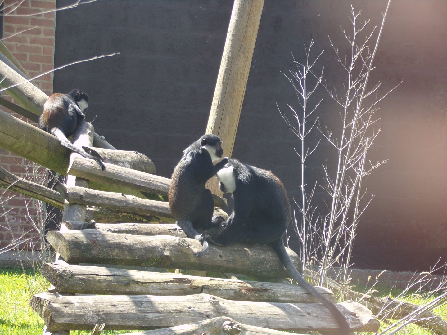 L’hoest’s monkeys 7.7.24