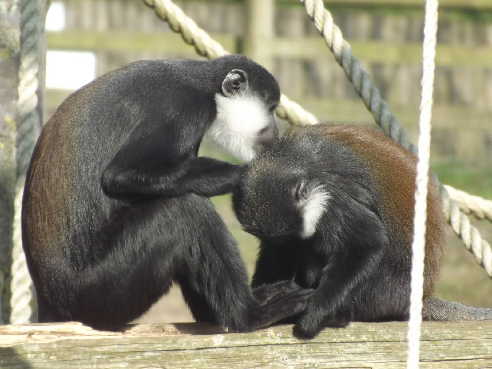 L'Hoest's Monkeys at Blackpool Zoo 25/03/12