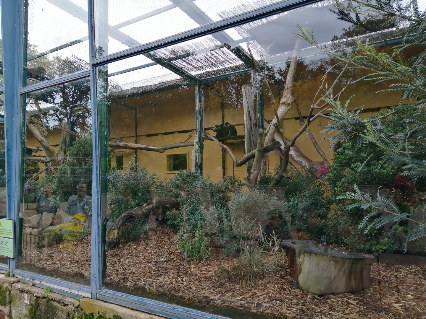 L'Hoest's Monkeys Exhibit in Old Monkeys House