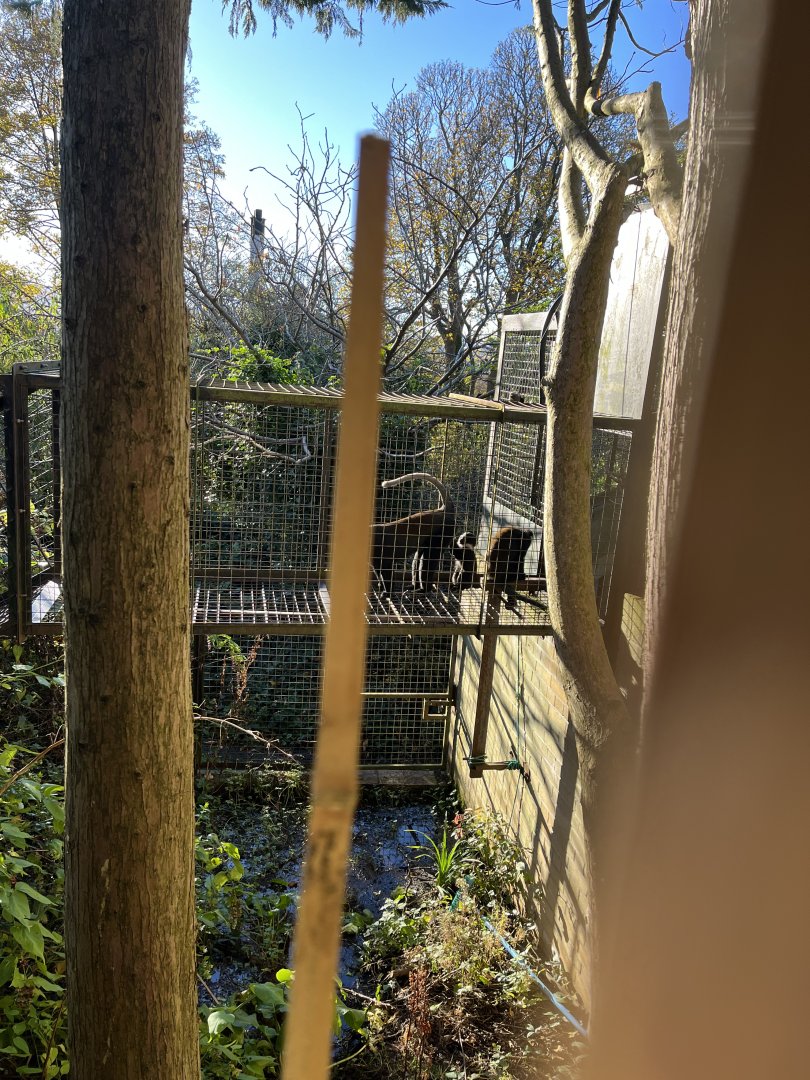 L’hoest’s monkeys in off-show enclosure 11.11.23