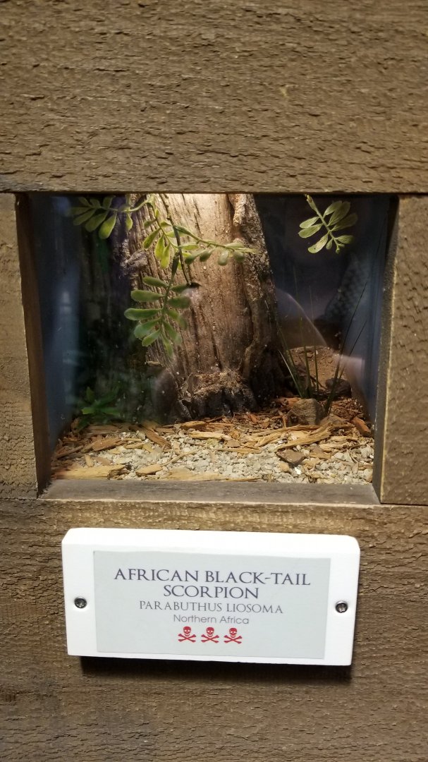 LI Aquarium, Butterfly exhibit - African black-tail scorpion