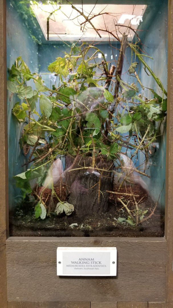 LI Aquarium, Butterfly exhibit - Annam walking stick