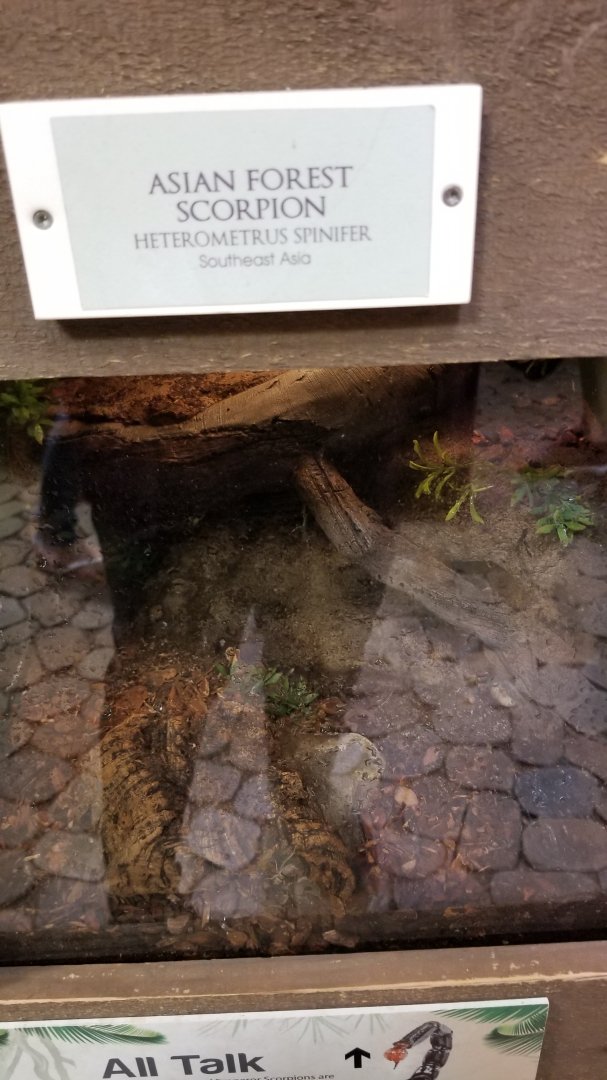 LI Aquarium, Butterfly exhibit - Asian forest scorpion