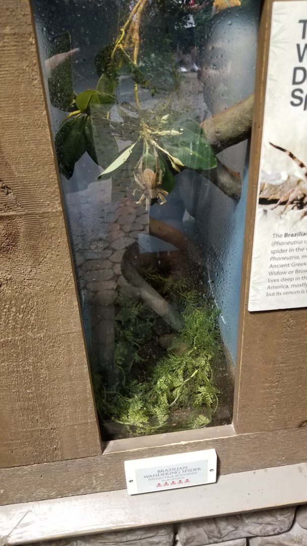 LI Aquarium, Butterfly exhibit - Brazilian wandering spider