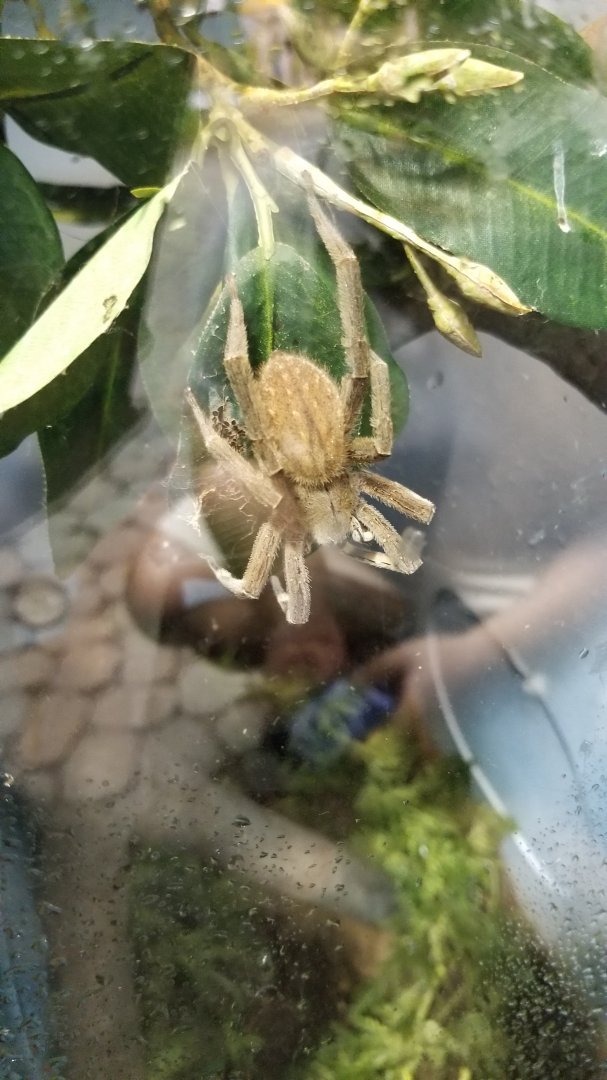 LI Aquarium, Butterfly exhibit - Brazilian wandering spider