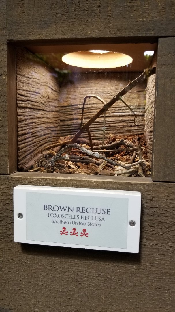 LI Aquarium, Butterfly exhibit - Brown recluse