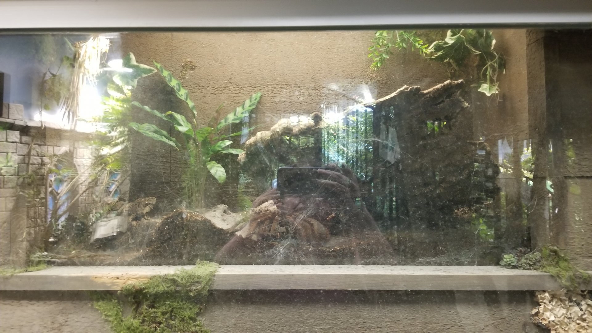 LI Aquarium, Butterfly exhibit - Burgundy goliath birdeater