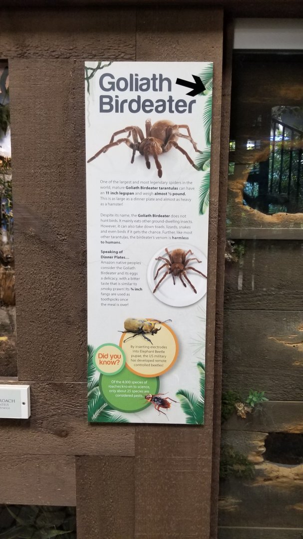 LI Aquarium, Butterfly exhibit - Burgundy goliath birdeater