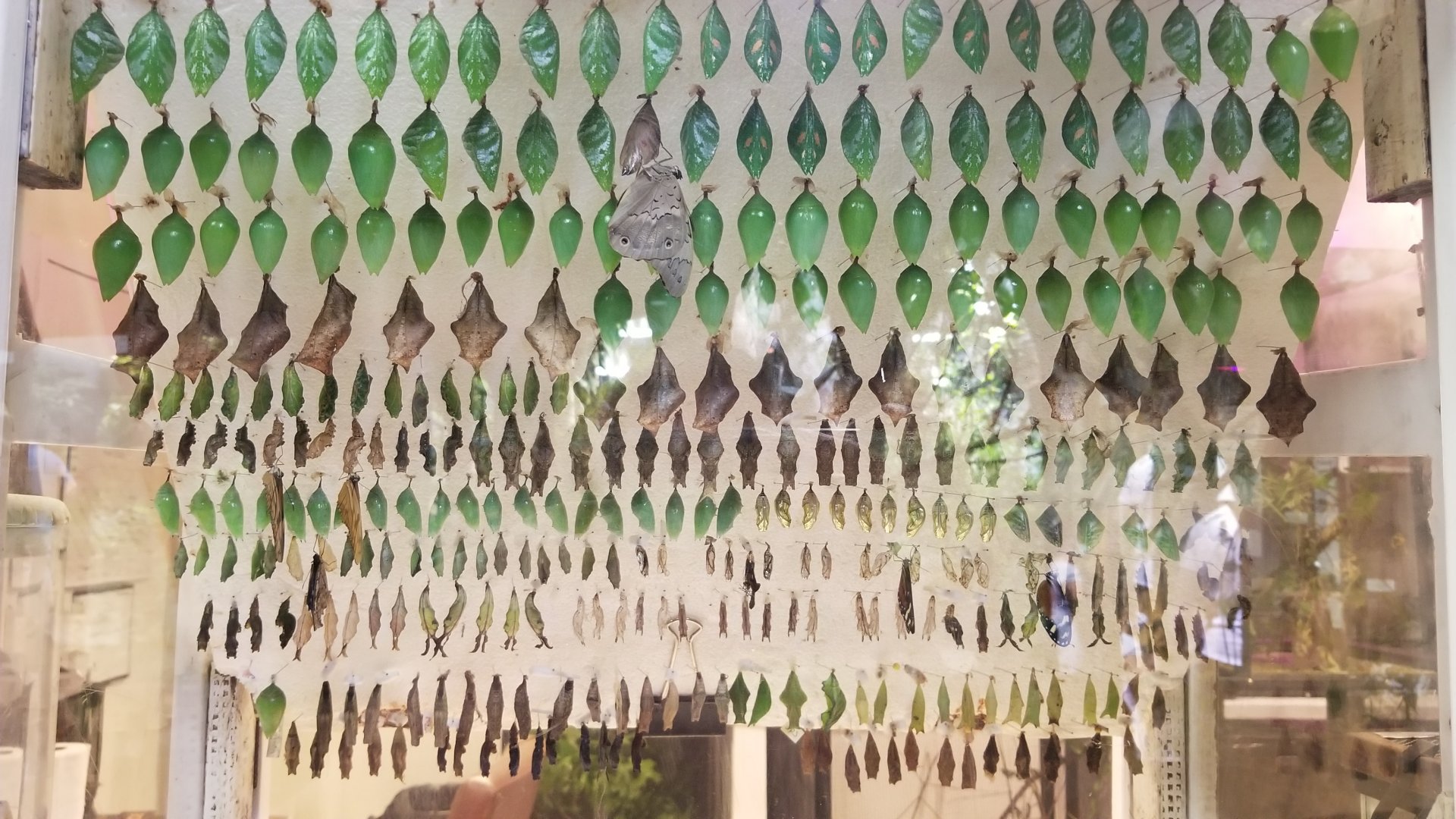 LI Aquarium, Butterfly exhibit - Chrysalises