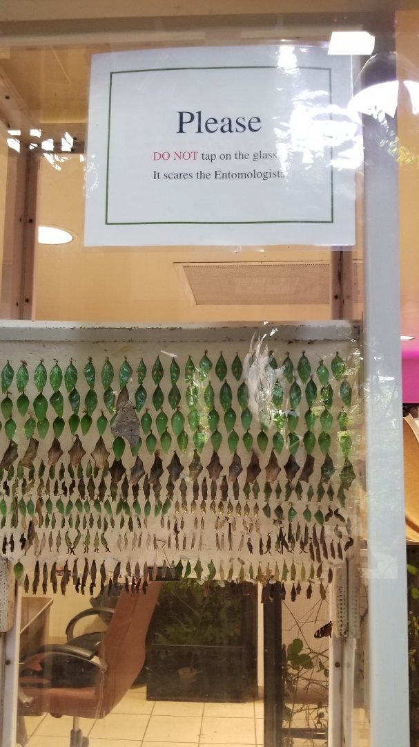 LI Aquarium, Butterfly exhibit - Chrysalises