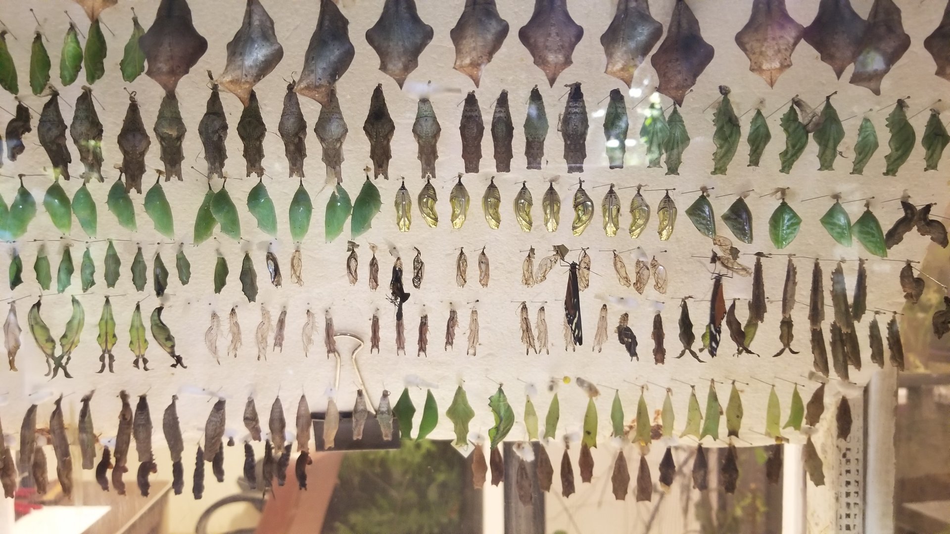 LI Aquarium, Butterfly exhibit - Chrysalises