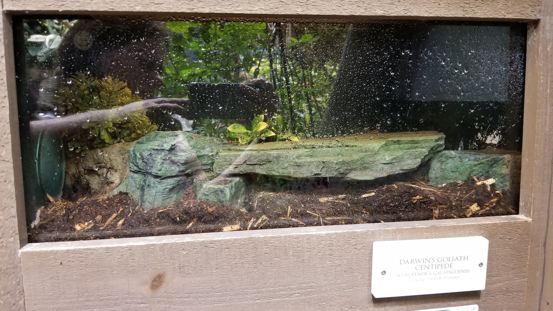 LI Aquarium, Butterfly exhibit - Darwin's goliath centipede