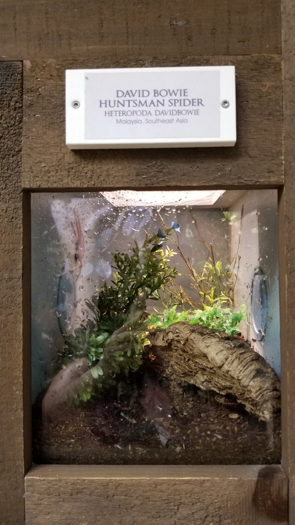 LI Aquarium, Butterfly exhibit - David Bowie huntsman spider