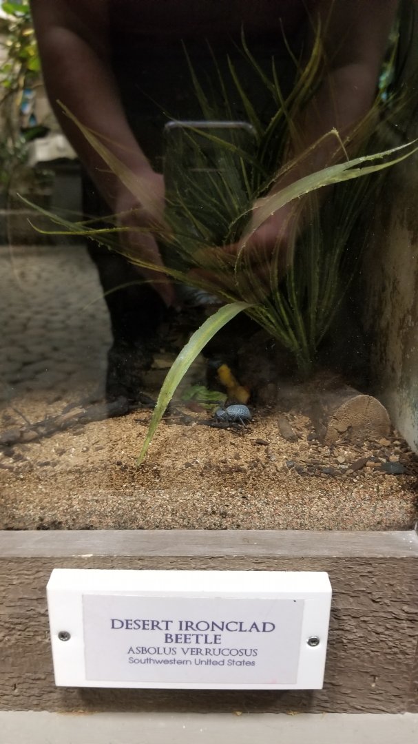 LI Aquarium, Butterfly exhibit - Desert ironclad beetle