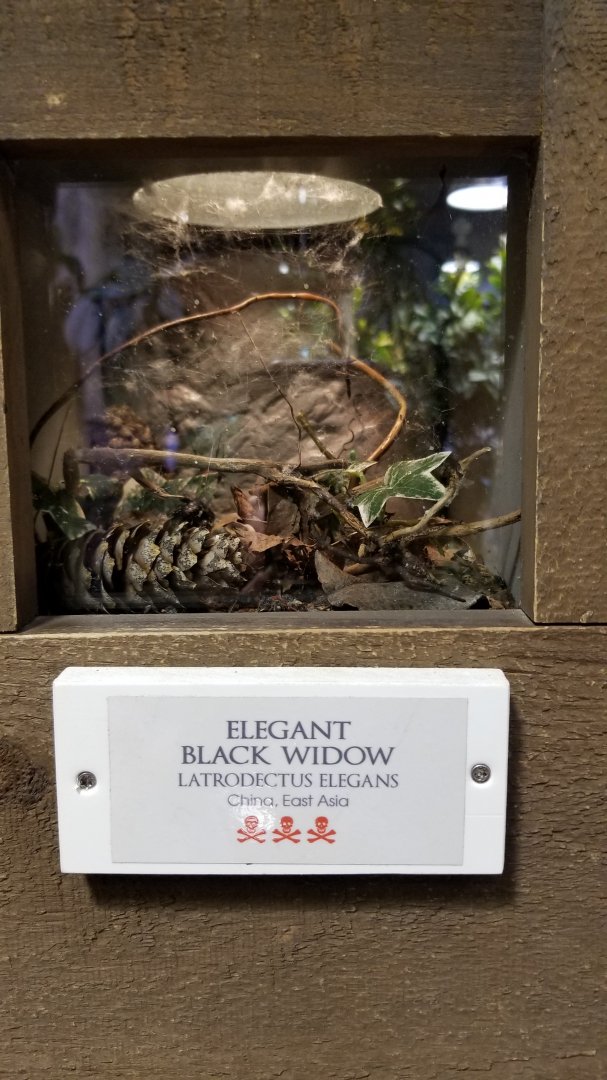 LI Aquarium, Butterfly exhibit - Elegant black widow