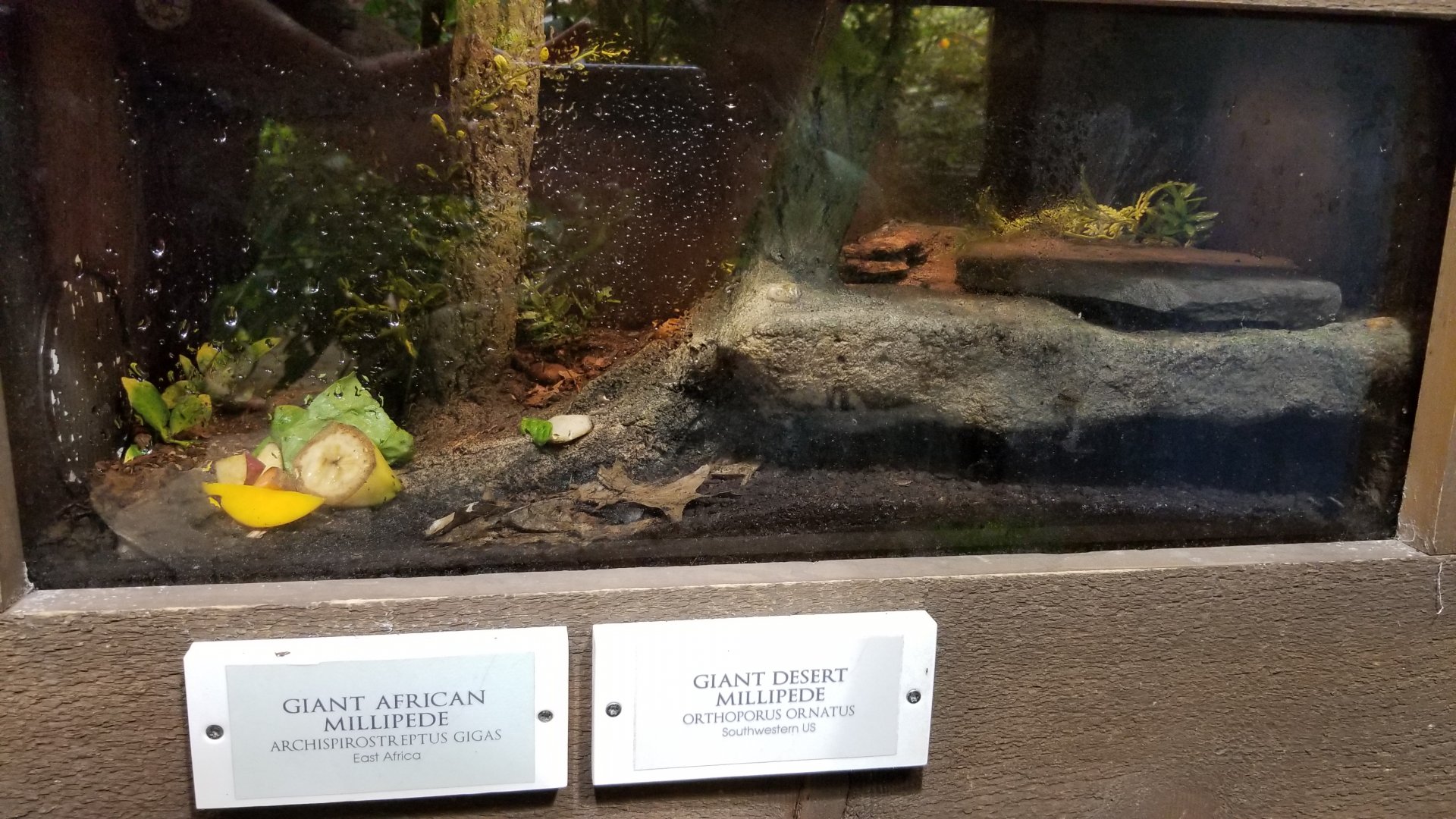 LI Aquarium, Butterfly exhibit - giant african millipede, giant desert millipede