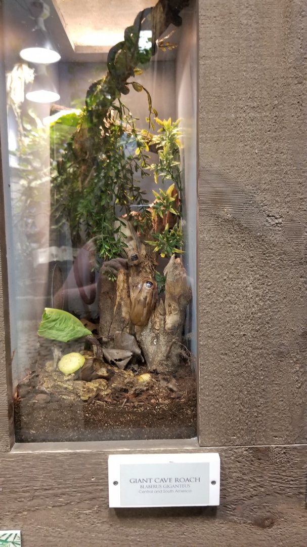 LI Aquarium, Butterfly exhibit - Giant cave roach