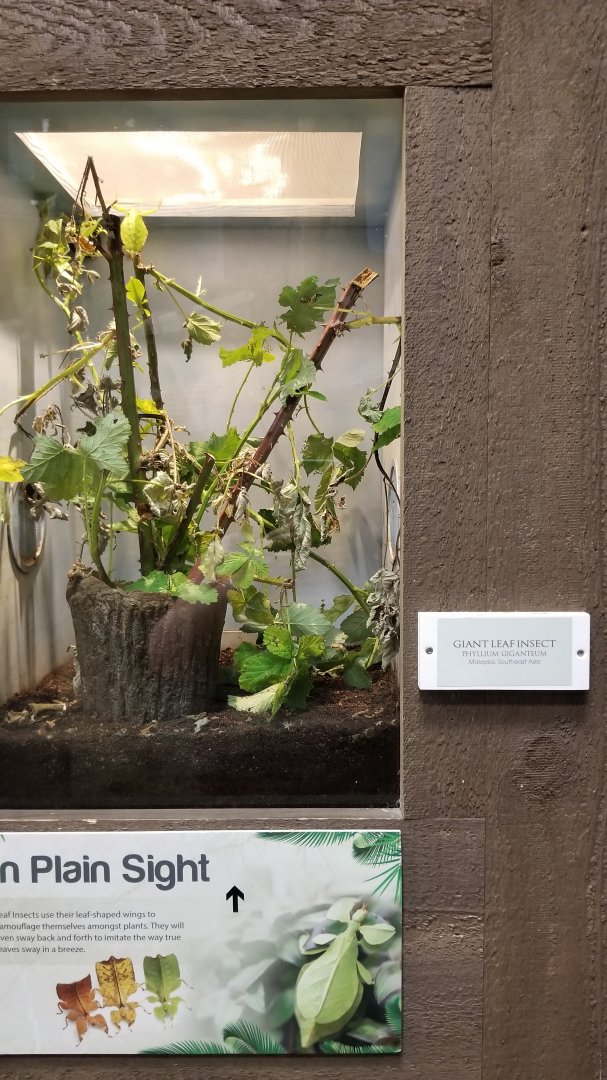 LI Aquarium, Butterfly exhibit - Giant leaf insect
