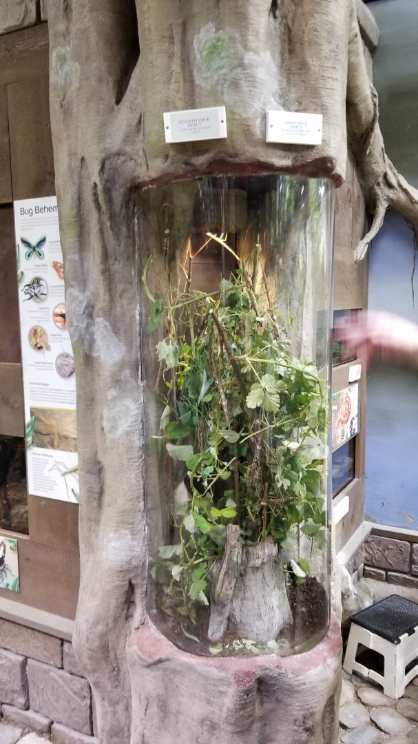 LI Aquarium, Butterfly exhibit - giant stick insect, goliath stick insect