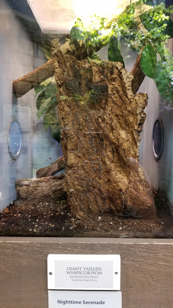 LI Aquarium, Butterfly exhibit - Giant tailless whipscorpion