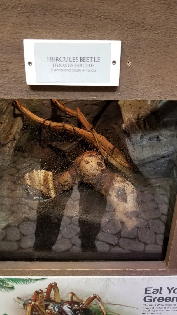 LI Aquarium, Butterfly exhibit - Hercules beetle