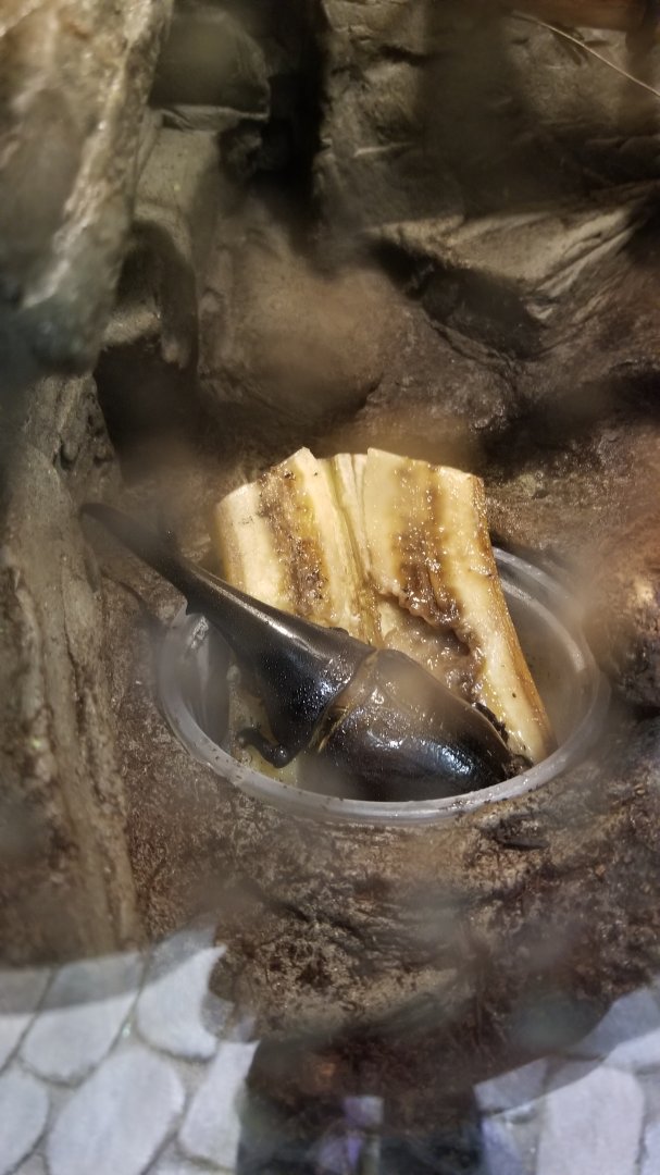 LI Aquarium, Butterfly exhibit - Hercules beetle