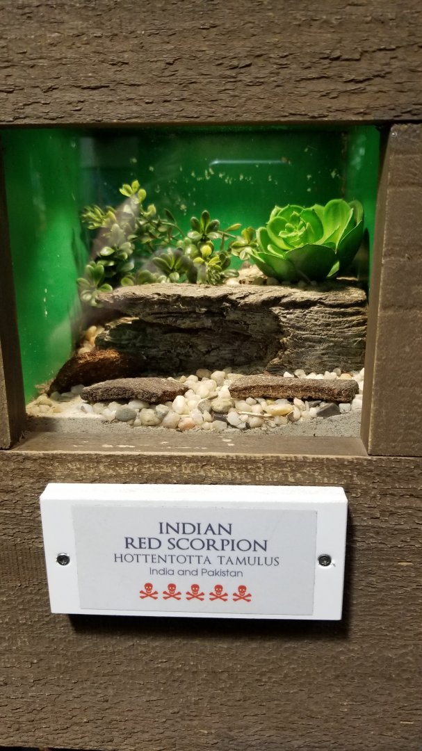 LI Aquarium, Butterfly exhibit - Indian red scorpion