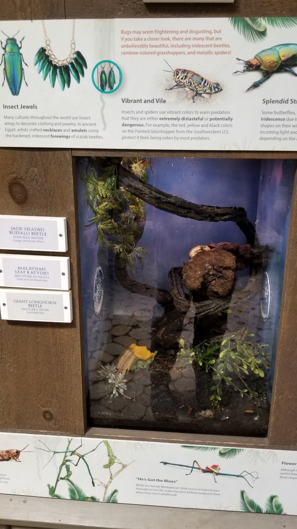 LI Aquarium, Butterfly exhibit - Jade-headed buffalo beetle, giant longhorn beetle, malaysian leaf katydid
