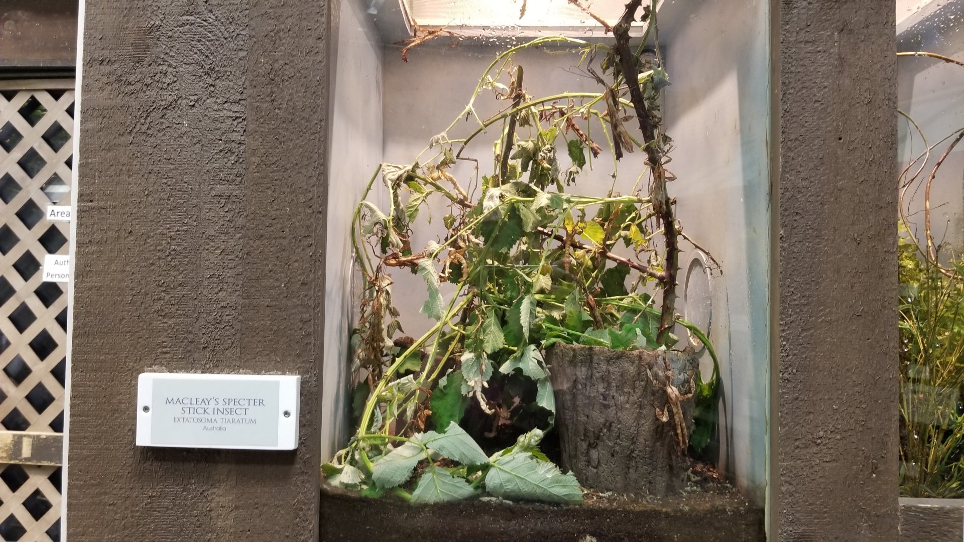 LI Aquarium, Butterfly exhibit - Macleay's specter stick insect