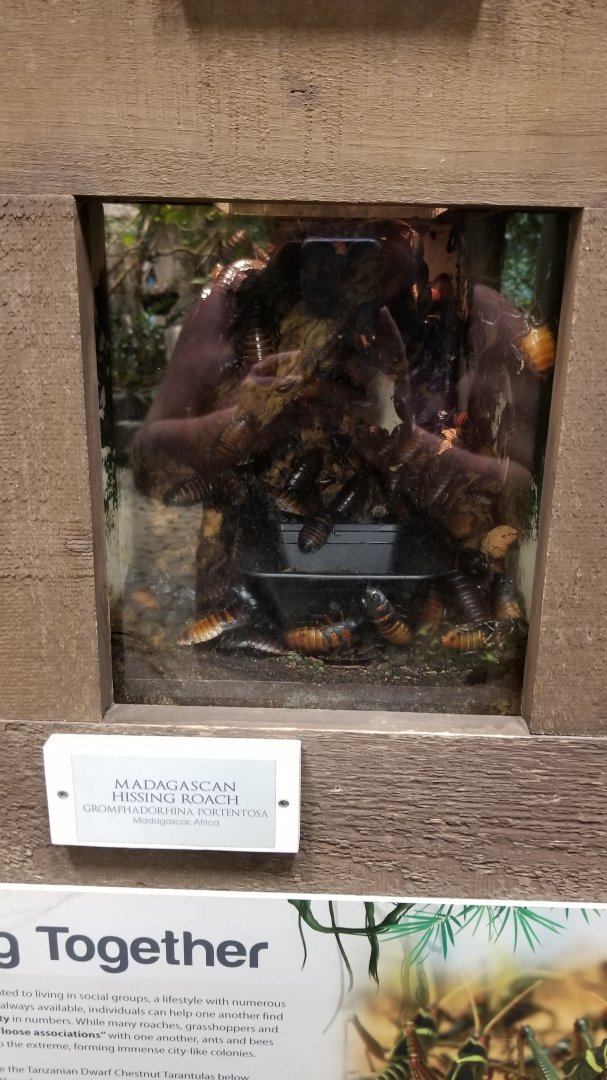 LI Aquarium, Butterfly exhibit - Madagascar hissing cockroach