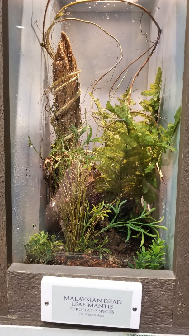 LI Aquarium, Butterfly exhibit - Malaysian dead leaf mantis