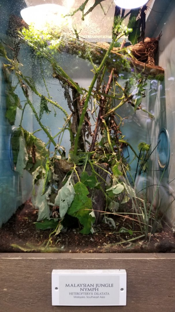 LI Aquarium, Butterfly exhibit - Malaysian jungle nymph