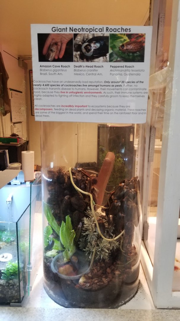 LI Aquarium, Butterfly exhibit - Neotropical roaches