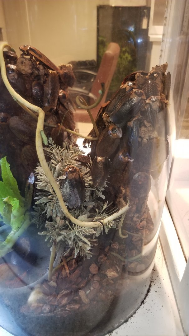 LI Aquarium, Butterfly exhibit - Neotropical roaches