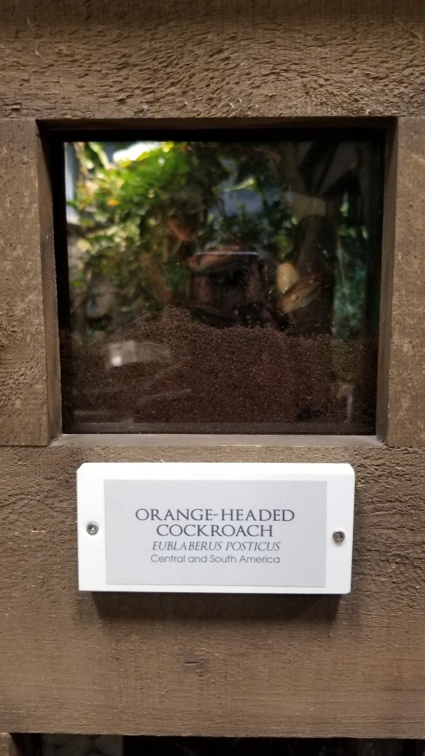 LI Aquarium, Butterfly exhibit - Orange-headed cockroach