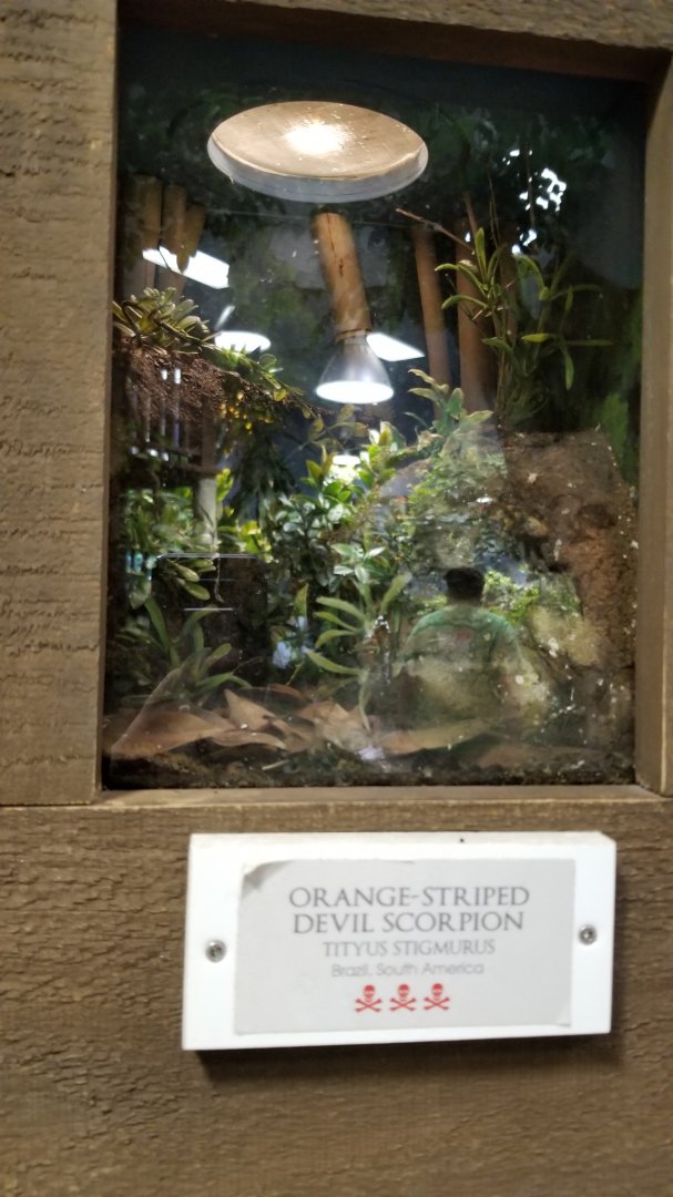 LI Aquarium, Butterfly exhibit - Orange-striped devil scorpion