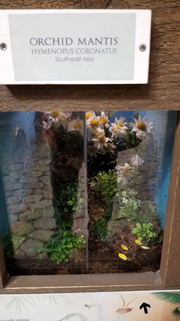 LI Aquarium, Butterfly exhibit - Orchid mantis