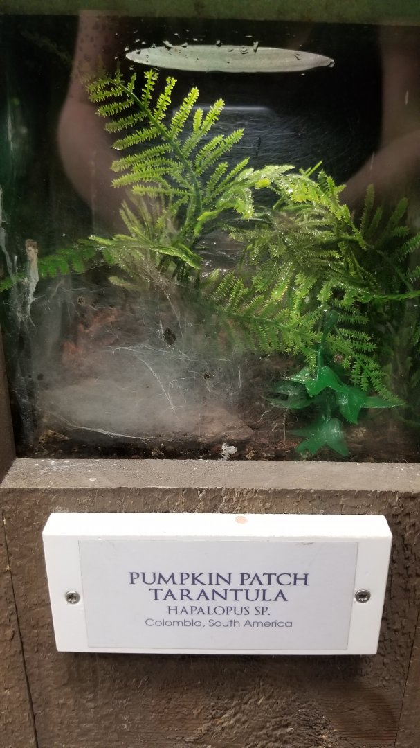 LI Aquarium, Butterfly exhibit - Pumpkin patch tarantula