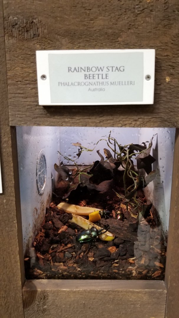 LI Aquarium, Butterfly exhibit - Rainbow stag beetle
