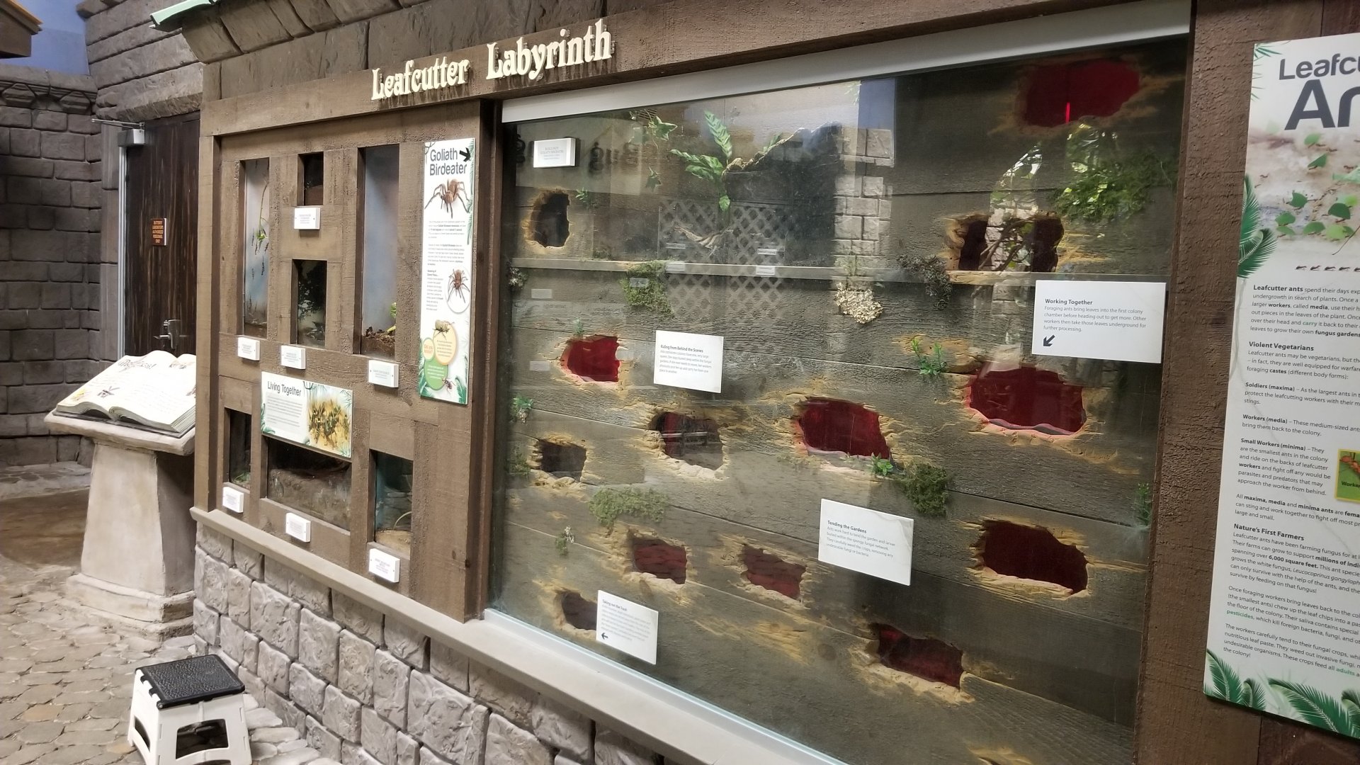 LI Aquarium, Butterfly exhibit - Rainforest leafcutter ants