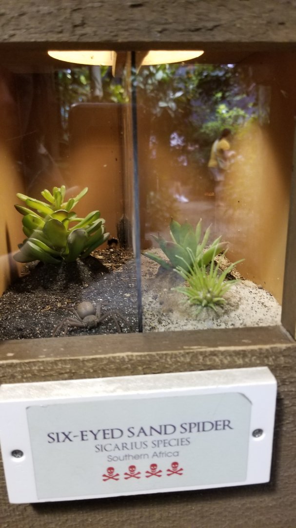 LI Aquarium, Butterfly exhibit - Six-eyed sand spider