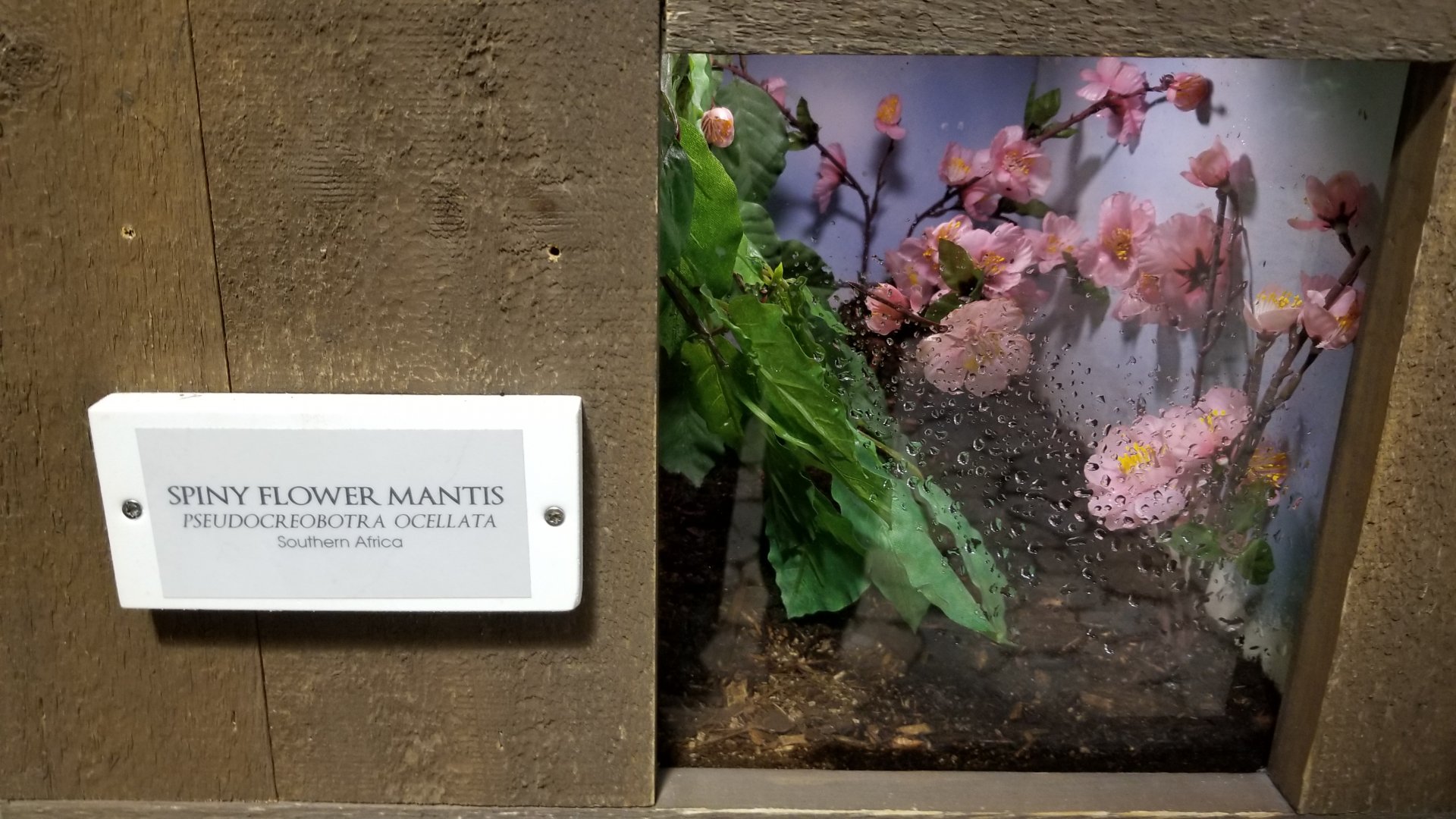 LI Aquarium, Butterfly exhibit - Spiny flower mantis