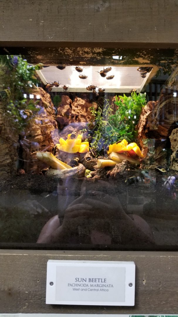 LI Aquarium, Butterfly exhibit - Sun beetle