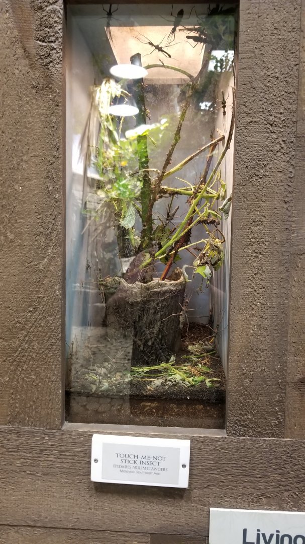 LI Aquarium, Butterfly exhibit - Touch-me-not stick insect