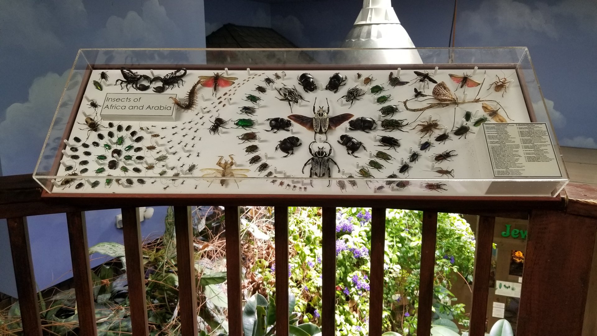 LI Aquarium, Butterfly exhibit, upstairs - Insects of Africa & Arabia