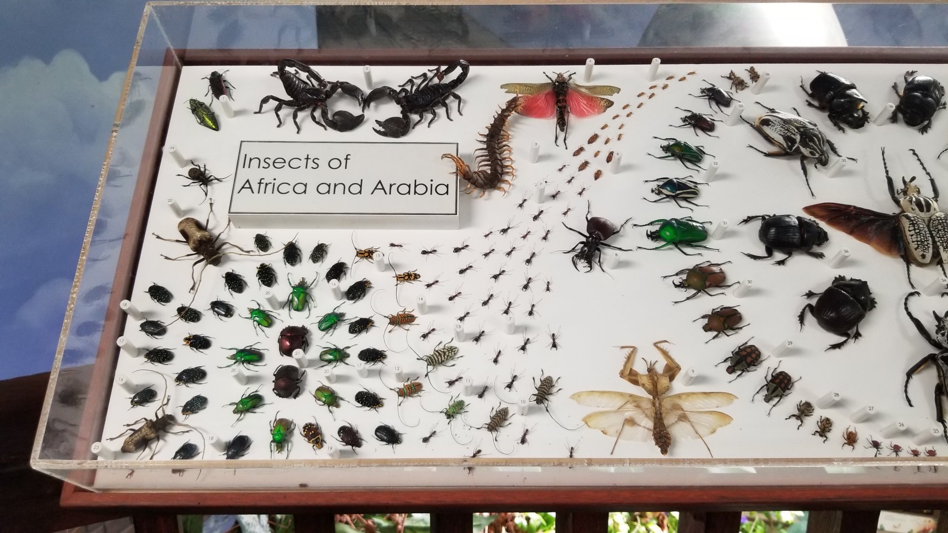 LI Aquarium, Butterfly exhibit, upstairs - Insects of Africa & Arabia