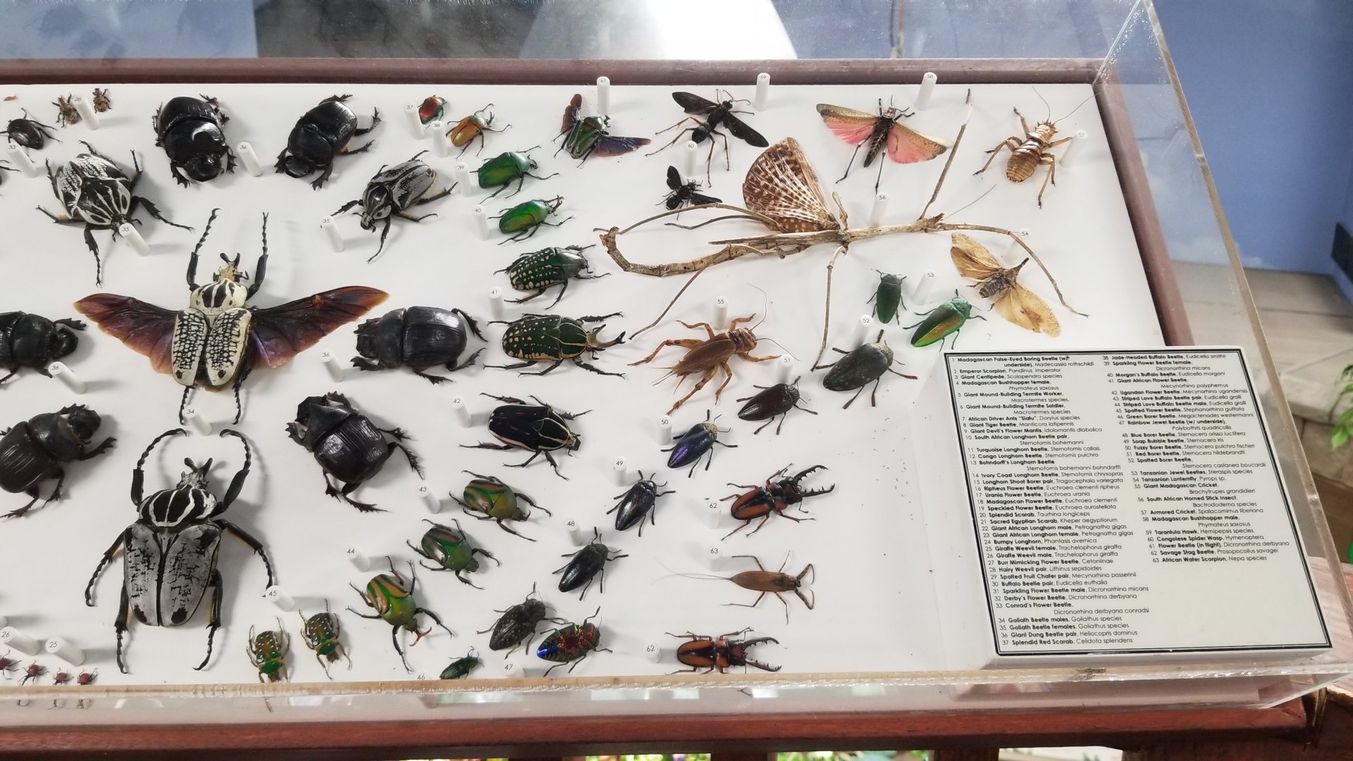 LI Aquarium, Butterfly exhibit, upstairs - Insects of Africa & Arabia