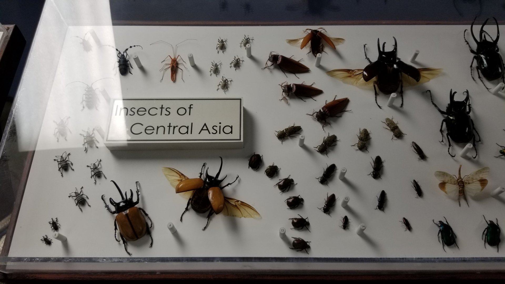 LI Aquarium, Butterfly exhibit, upstairs - Insects of Central Asia
