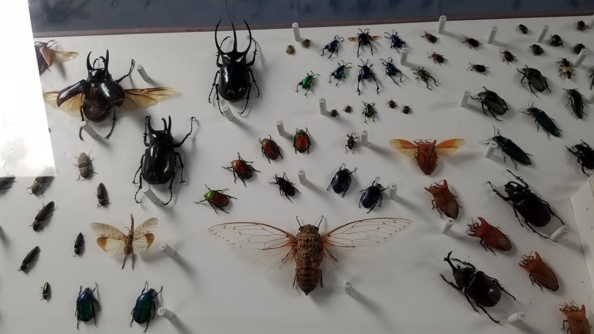 LI Aquarium, Butterfly exhibit, upstairs - Insects of Central Asia